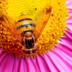 Volucella inanis
